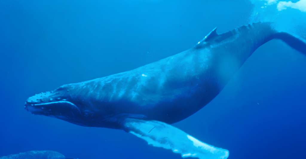 Whale swimming underwater in a curious gift story about unusual books